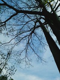Low angle view of bare tree against sky