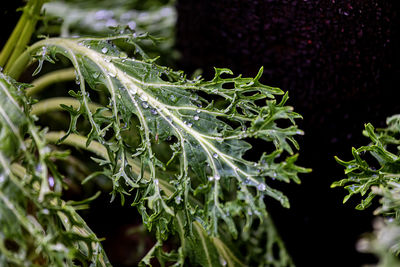 Close-up of plant