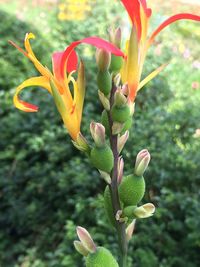 Close-up of flower bud