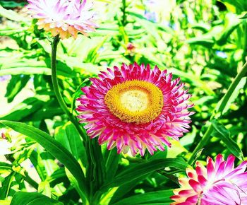 Close-up of pink flowering plant