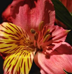 Close-up of flower blooming outdoors