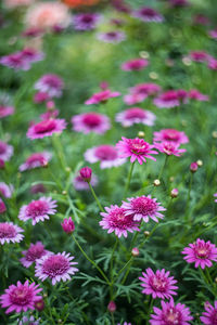 Close-up of pink flowering plants on field