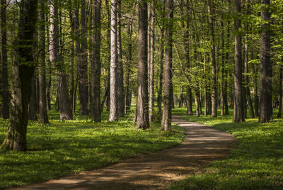 Pine trees in forest