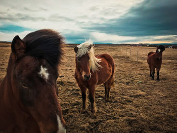 Horses standing in a field