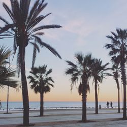 Palm trees at beach during sunset