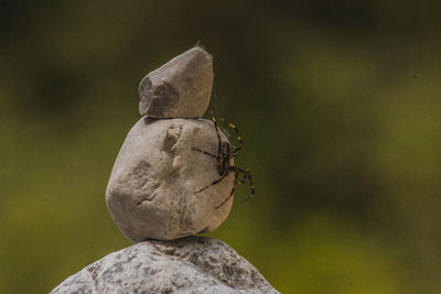 Close-up of statue on rock