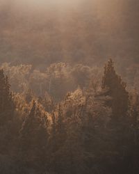 High angle view of trees on landscape against sky