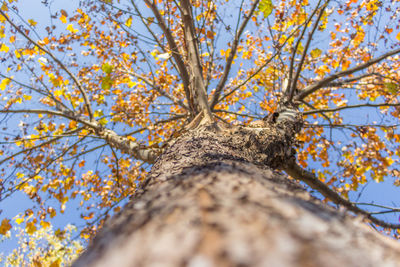 Low angle view of tree against sky