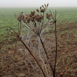 Close-up of plant growing on field