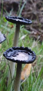 Close-up of mushroom growing on field during winter