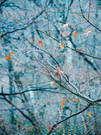 Close-up of bare tree branches during autumn