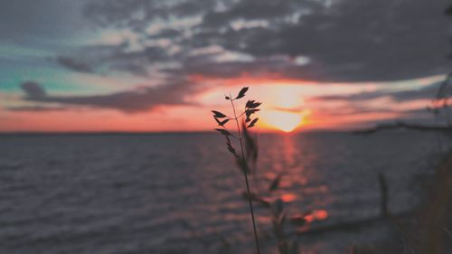 Plant against sea during sunset