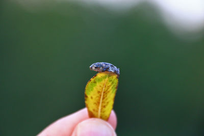 Close-up of hand holding lizard