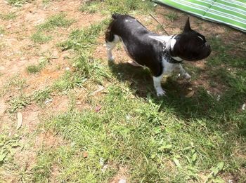 Dog standing on grassy field