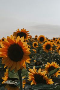 Close-up of sunflower on field against sky