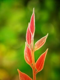 Close-up of red leaves on plant