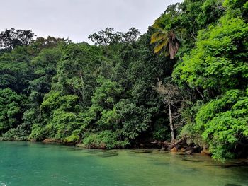 Scenic view of river amidst trees in forest