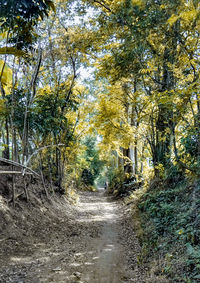 Road amidst trees in forest