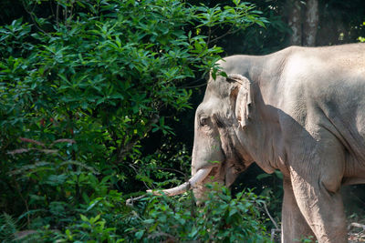 Side view of elephant standing in forest