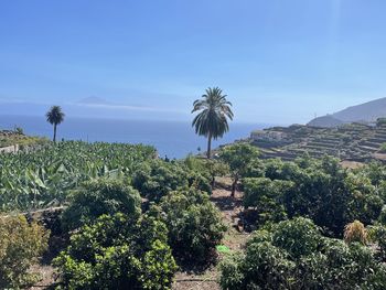 Scenic view of palm trees against sky