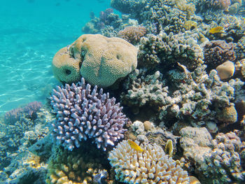 View of coral in sea