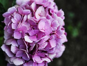 Close-up of pink flowers