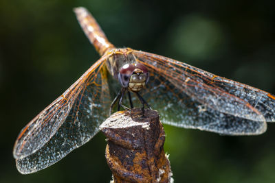 Close-up of dragonfly