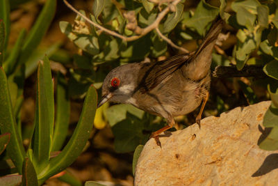 Close-up of a bird