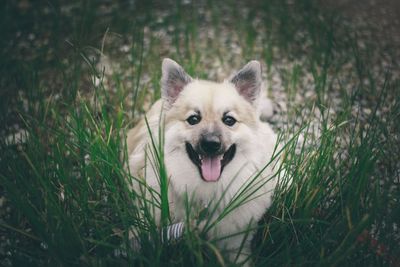 Portrait of dog on field