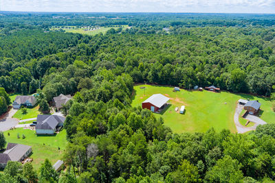 High angle view of trees and plants in forest