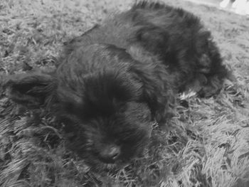 Close-up of puppy sleeping on bed