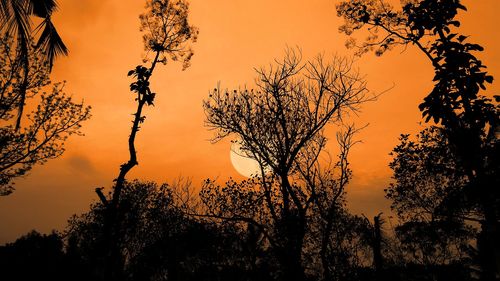 Low angle view of silhouette trees against orange sky