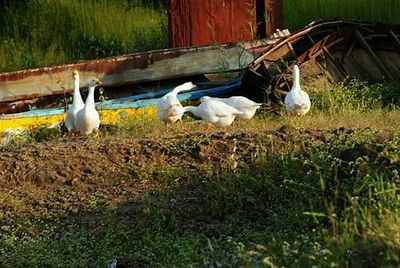 Birds in grass