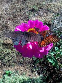 High angle view of pink flower on field