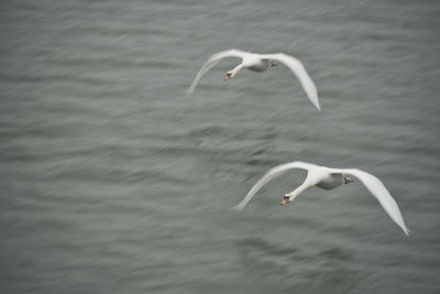 Seagull flying over sea