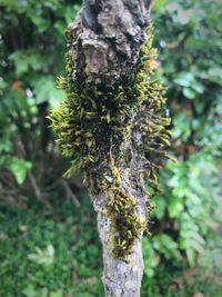 Close-up of moss growing on tree trunk