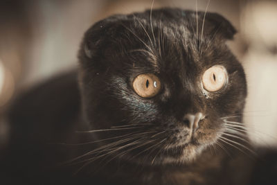 Close-up portrait of a cat