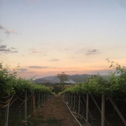 View of vineyard at sunset