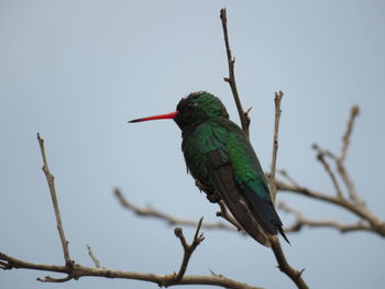 Low angle view of bird perching on branch against sky