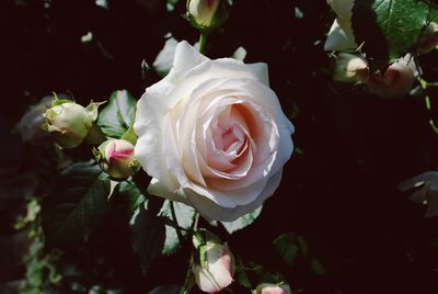 Close-up of white rose