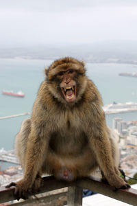 Angry monkey