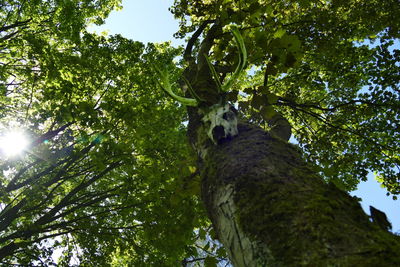 Low angle view of trees against sky