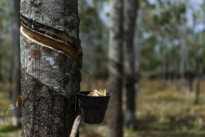 Close-up of leaf on tree trunk in forest