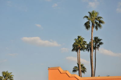 Low angle view of palm trees against sky