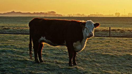 Cow standing by farm against sky during sunset