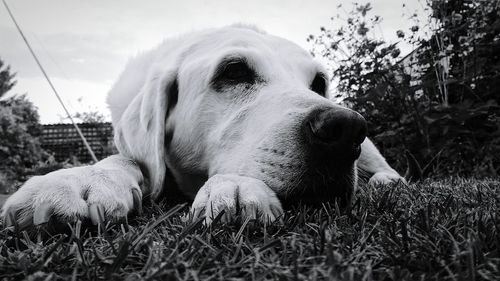 Close-up of dog lying on grass