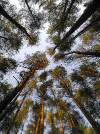 Low angle view of trees in forest against sky