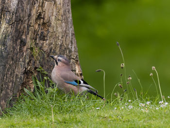 Bird perching on a tree