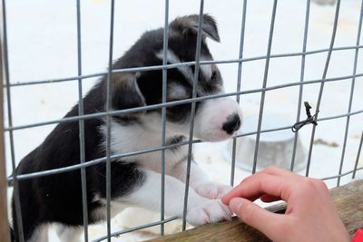 Close-up of hand holding puppy against sky