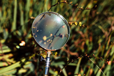 Close-up of tree against blurred background